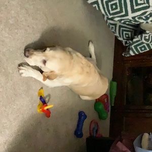 Meet your Posher, Julian